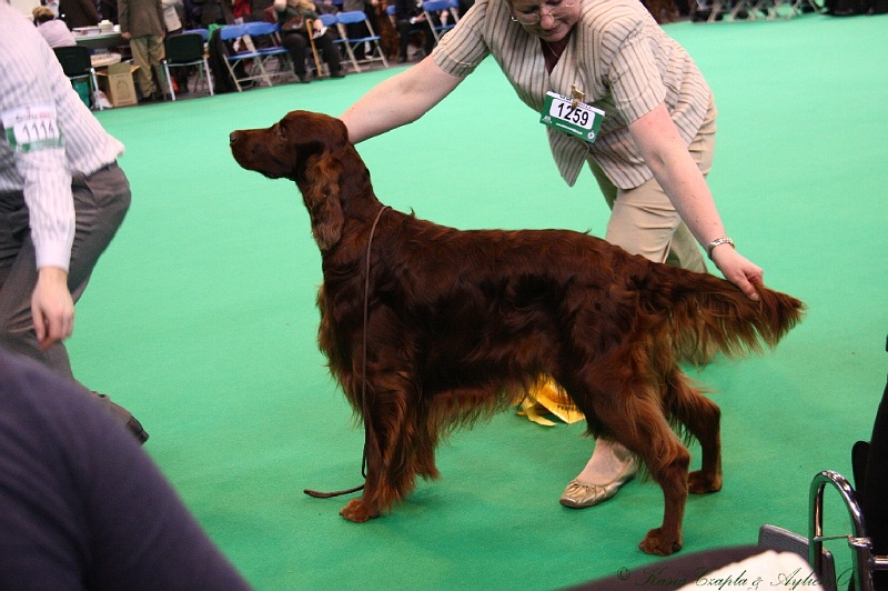 Crufts2011 609.jpg